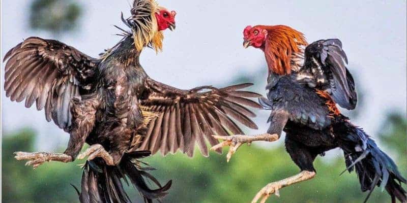 Bí Ẩn Vảy Gà Tam Tài - Dấu Hiệu Chiến Kê Đỉnh Cao 3 Khám phá kinh nghiệm chọn gà chọi dựa trên vảy tam tài