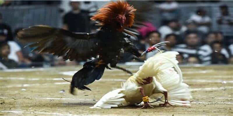 Bí Kíp Thắng Lớn - Kinh Nghiệm Đá Gà Trực Tuyến 3 Đá gà online sở hữu đa dạng loại hình