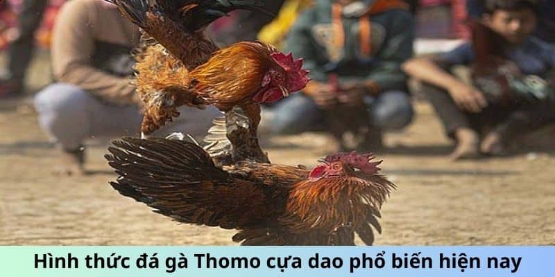 Hình thức đá gà Thomo cựa dao phổ biến hiện nay