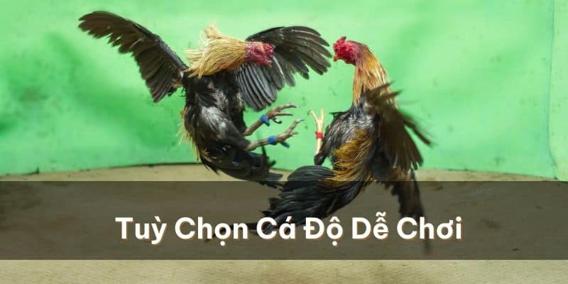 Gà Chọi C1 - Đỉnh Cao Chiến Kê Hội Tụ Toàn Cầu 4 Tuỳ chọn các hình thức cá độ đá gà dễ chơi nhất
