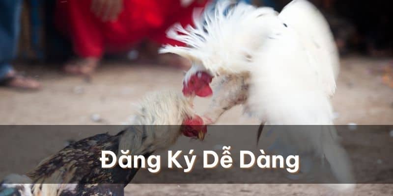 Gà Chọi C1 - Đỉnh Cao Chiến Kê Hội Tụ Toàn Cầu 2 Dễ dàng đăng ký chơi gà chọi C1 VIP ở mọi nền tảng