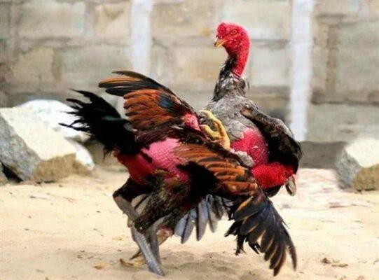 so sanh cac loai da ga online 675ef1275d4e6